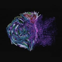 Flowers - Condore